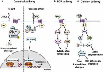 Wnt-Frizzled Signaling Regulates Activity-Mediated Synapse Formation